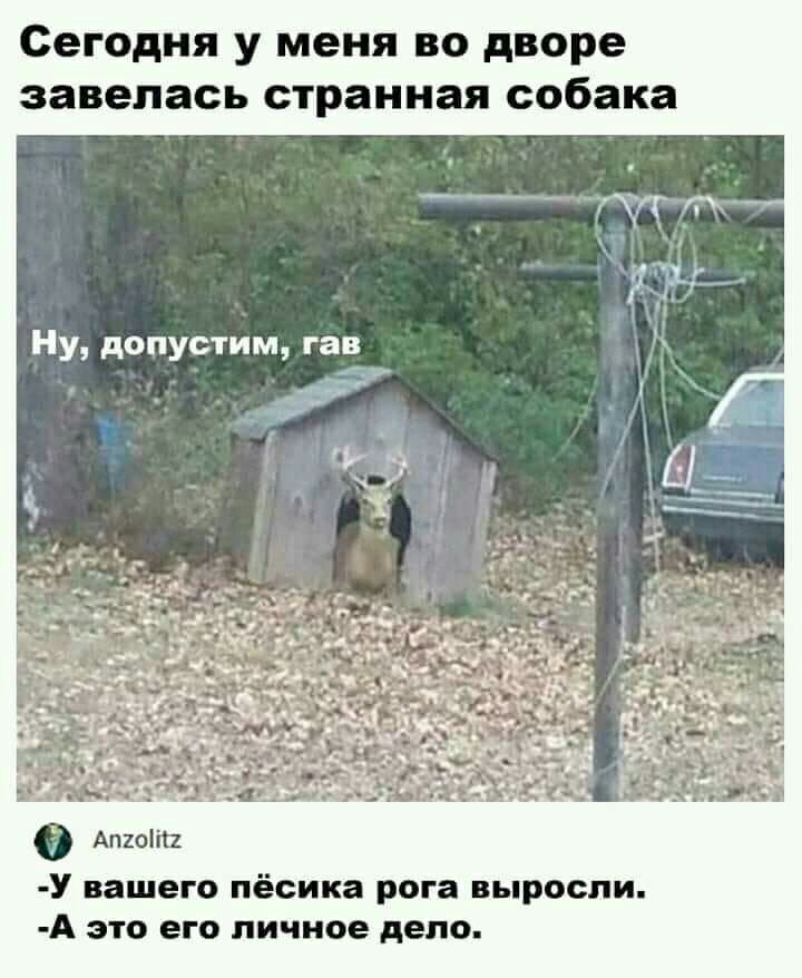 Сегодня у меня во дворе завелась странная собака У вашего пёсика рога выросли А это его личное дело