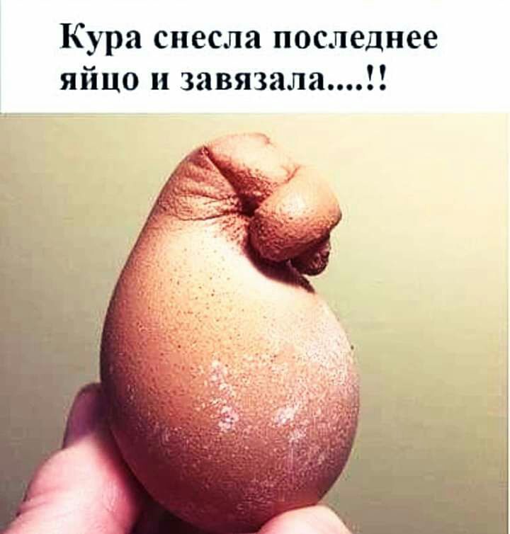 Кура снесла последнее яйцо и завязала