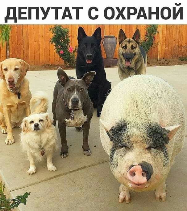 дЕПУТАТ С ОХРАНОЙ Ё М