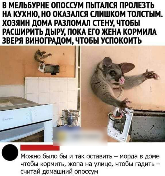 В МЕЛЬБУРНЕ ОПОССУМ ПЫТАЛСЯ ПРОЛЕЗТЬ НА КУХНЮ НО ОКАЗАЛСЯ СЛИШКОМ ТОЛСГЫМ ХОЗЯИН дОМА РАЗЛОМАЛ СТЕНУ ЧТОБЫ РАСШИРИТЬ дЫРУ ПОКА ЕГО ЖЕНА КОРМИЛА ЗВЕРЯ ВИНОГРАДОМ ЧТОБЫ УСПОКОИТЬ Можно было бы и так оставить морда в дома чтобы кормить жопа на улице чтобы гадить считай домашний опоссум