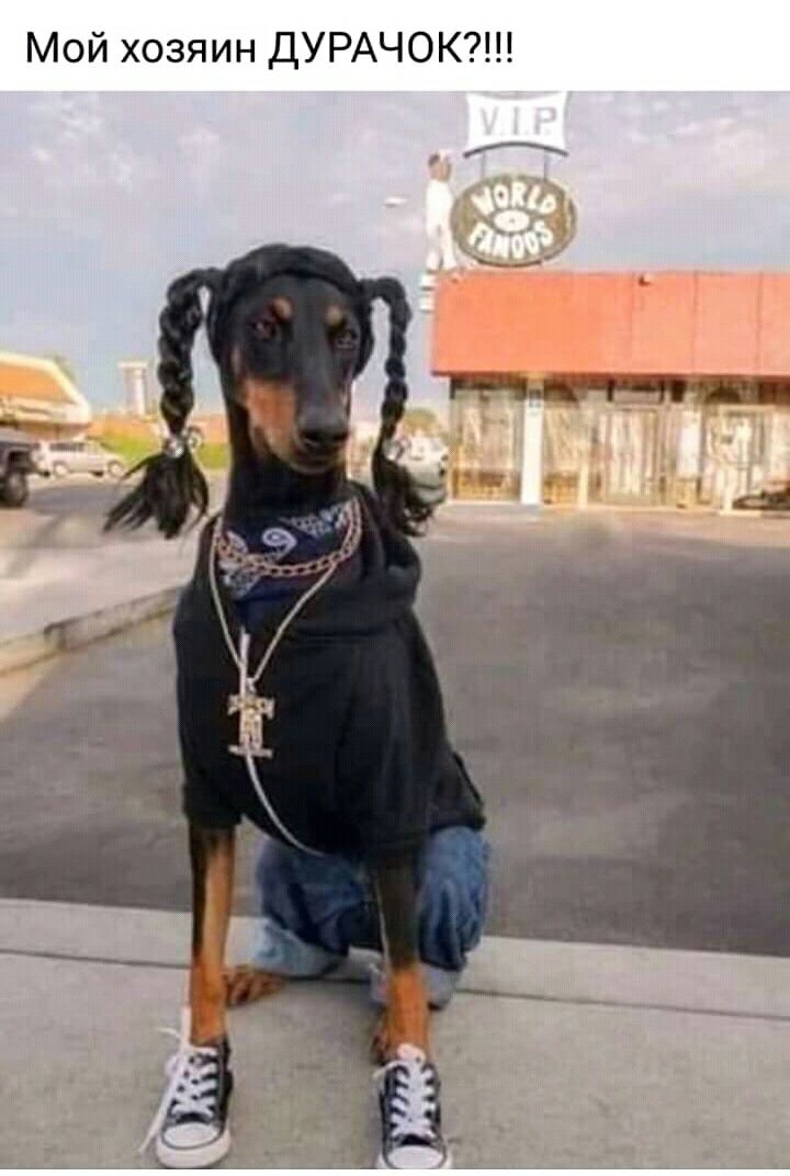 Мой хозяин ДУРАЧОК