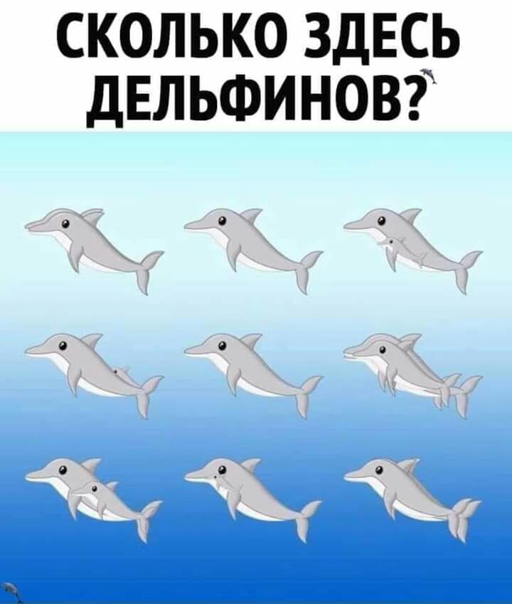 СКОЛЬКО ЗДЕСЬ ДЕЛЬФИНОВ