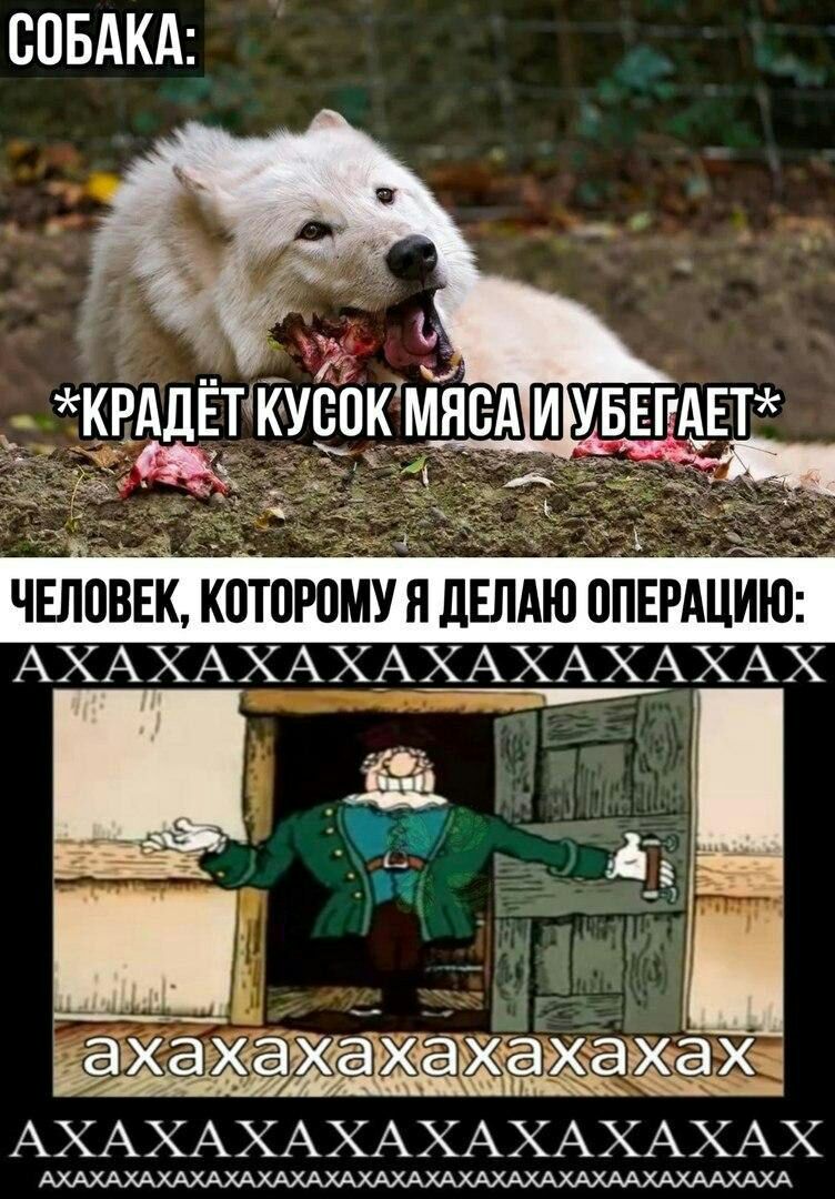 СОБАКА __ эдхаХдХаХдёёА АХАХАХАХАХАХАХАХАХ