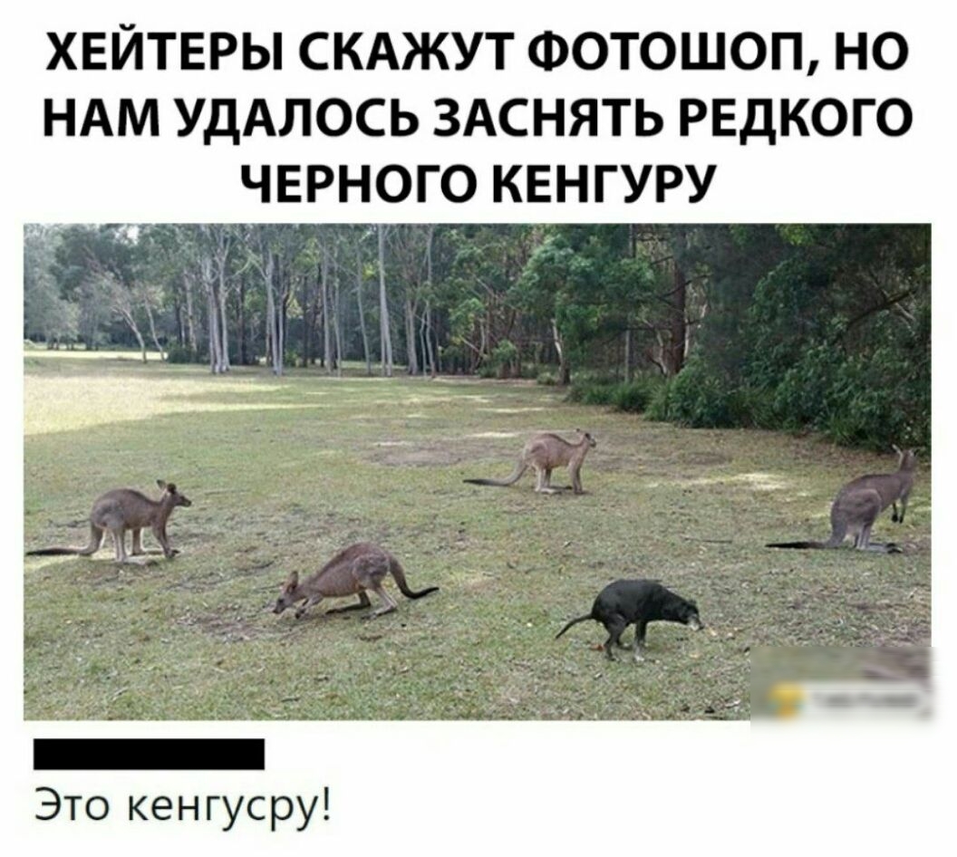 ХЕЙТЕРЫ СКАЖУТ ФОТОШОП НО НАМ УДАЛОСЬ ЗАСНЯТЬ РЕДКОГО ЧЕРНОГО КЕНГУРУ Это кенгусру