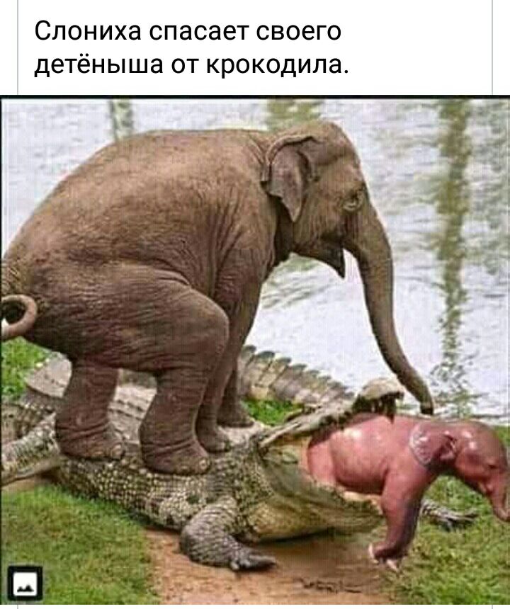 Слониха спасает своего детёныша от крокодила