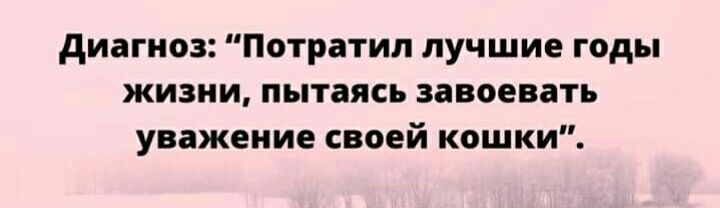 диагноз Потратил лучшие годы жизни пытаясь завоевать уважение своей кошки