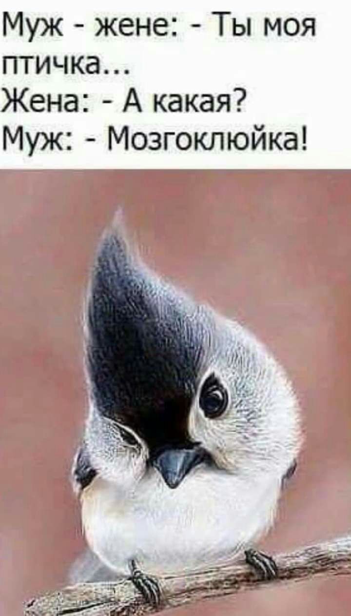 Муж жене Ты моя птичка Жена А какая Муж Мозгоклюйка