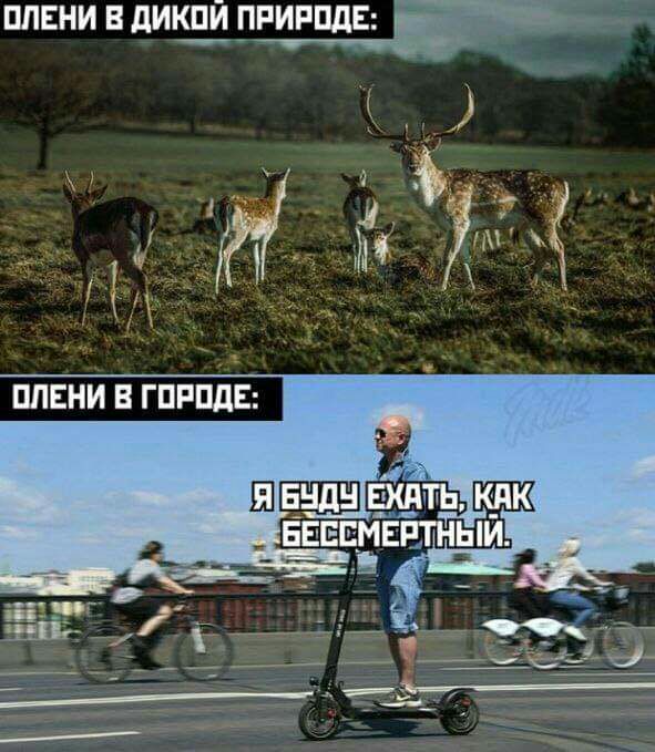ПЛЕНИ В ПИШУ ПРИРПДЕ _