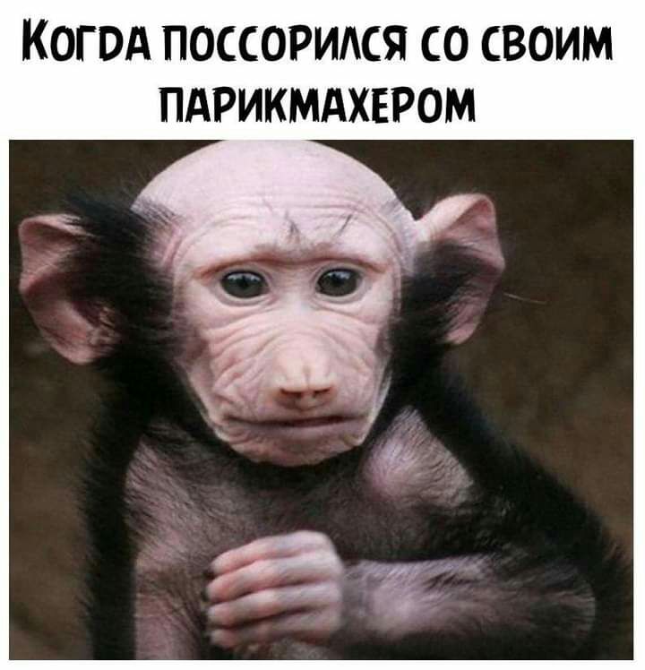 КОГОА ПОССОРИАСЯ СО СВОИМ ПАРИКМАХЕРОМ