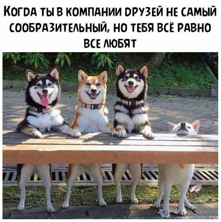 КОГОА ТЫ В КОМПАНИИ ОРУЗЕЙ НЕ САМЫЙ СООБРАЗИТЕАЬНЫИ НО ТЕБЯ ВСЁ РАВНО ВСЕ АЮБЯТ