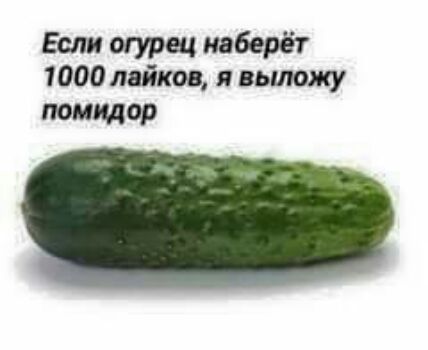 Если огурец наберёт 1000 лейкоз я вьшожу помилор