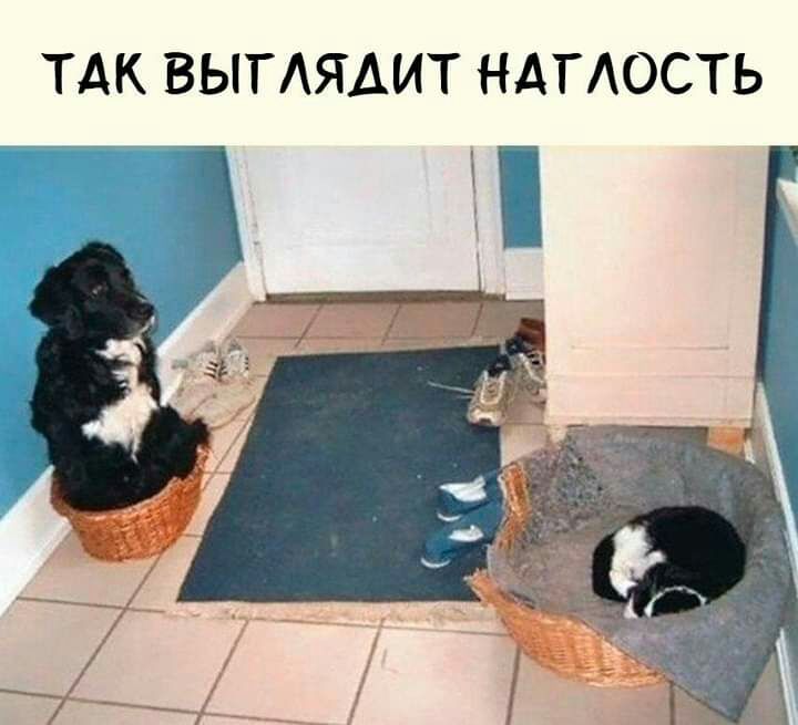 ТАК ВЫГАЯАИТ НАГАОСТЬ