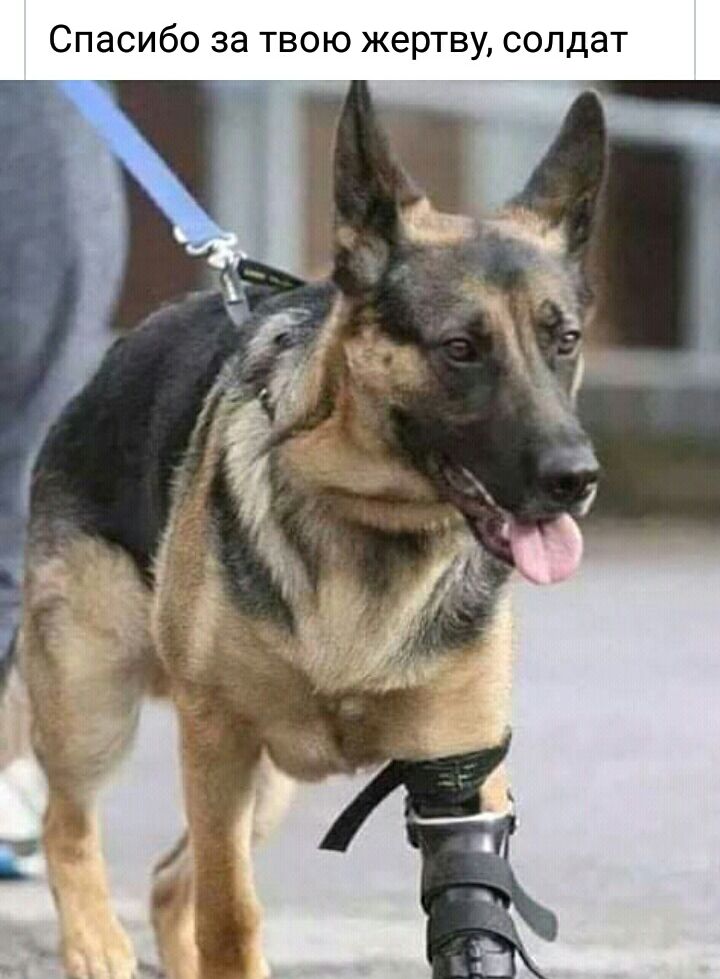 Спасибо за твою жертву солдат
