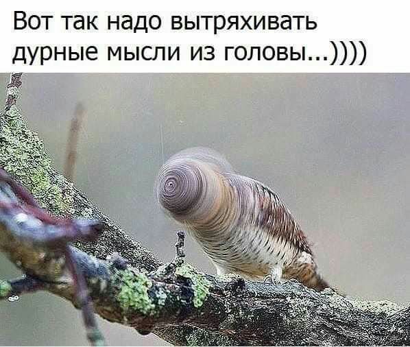 Вот так надо вытряхивать дурные мысли из головы