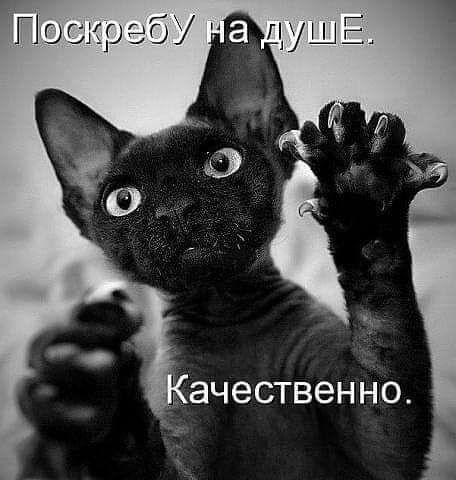 Поскреб а цушЕ Ь ачественно