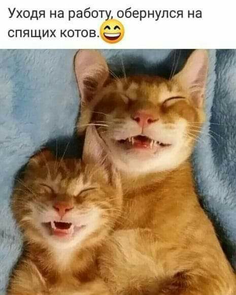 Уходя на работ обернулся на спящих котовё