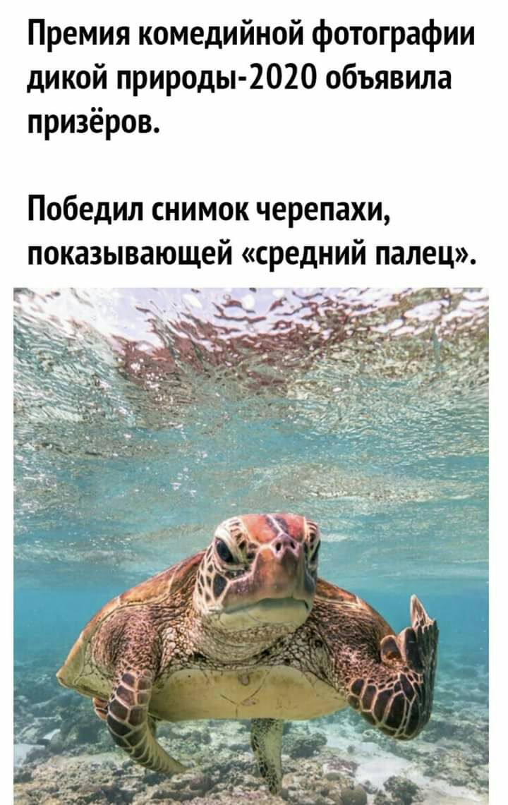 Премия комедийной фотографии дикой природы 2020 объявила призёров Победил снимок черепахи показывающей средний палец г