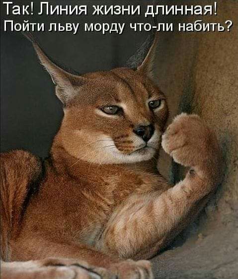 Так Линия жизни длинная Пойти льву морду что пи набить