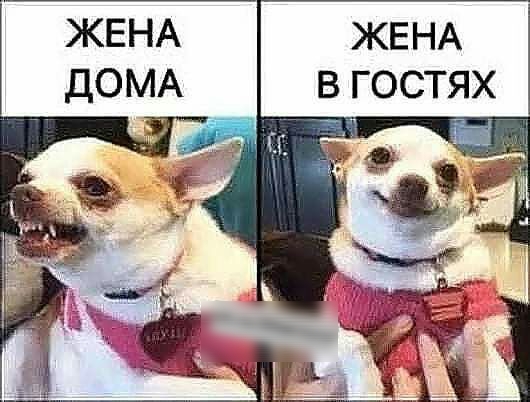 ЖЕНА ЖЕНА ДОМА В ГОСТЯХ