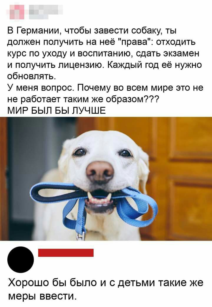 В Германии чтобы завести собаку ты должен получить на неё права отходить курс по уходу и воспитанию сдать экзамен и получить лицензию Каждый год её нужно обновлять У меня вопрос Почему во всем мире это не не работает таким же образом МИР БЫЛ БЫ ЛУЧШЕ ХОРОШО бы бЫПО И С детьми Такие же меры ВВЭСТИ
