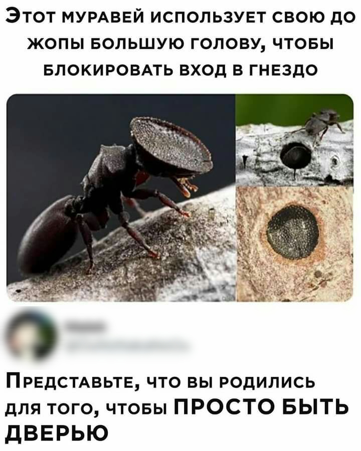 ЭТОТ МУРАВЕЙ ИСПОЛЬЗУЕТ СВОЮ до ЖОПЫ БОЛЬШУЮ ГОЛОВУ ЧТОБЫ БЛОКИРОВАТЬ ВХОД В ГНЕЗДО ПРЕДСТАВЬТЕ что вы родились для того чтовы ПРОСТО БЫТЬ дВЕРЬЮ