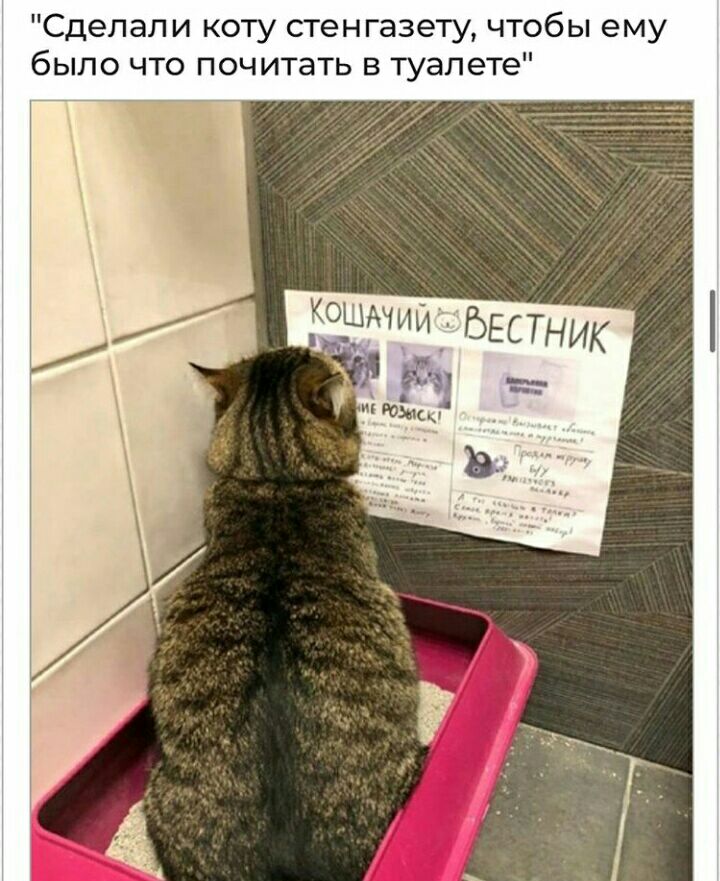 Сделали коту стенгазету чтобы ему было что почитать в туалете