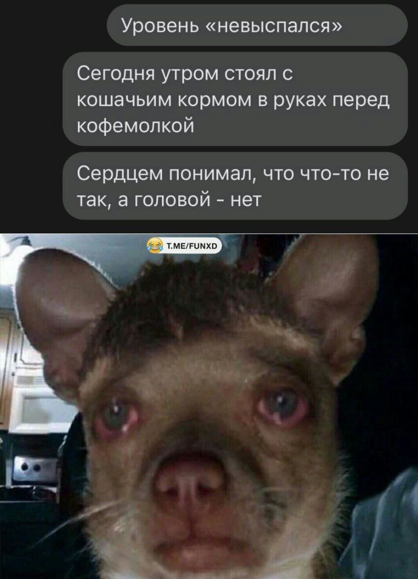 Уровень невыспался Сегодня утром стоял с кошачьим кормом в руках перед кофемолкой Сердцем понимал что что то не так а головой нет
