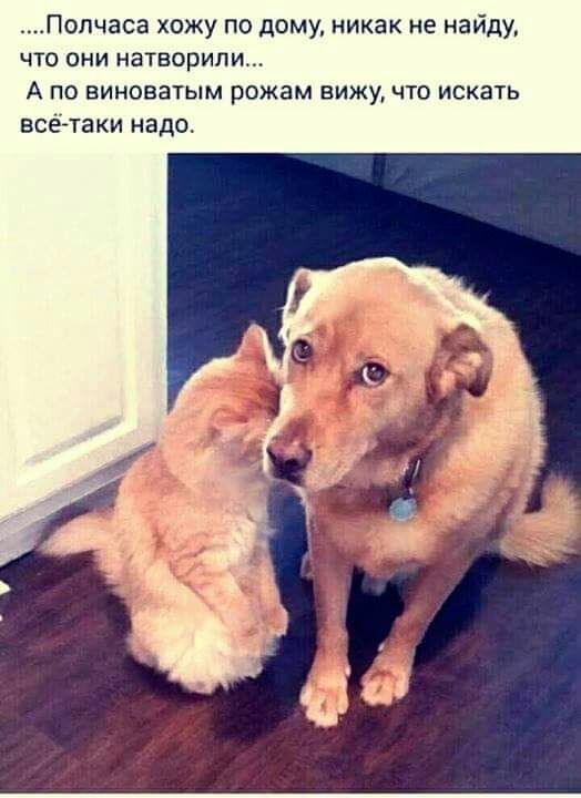 _Попчаса хожу по дому никак не найду что они натворили А по виноватым рожам вижу что искать всё таки надо