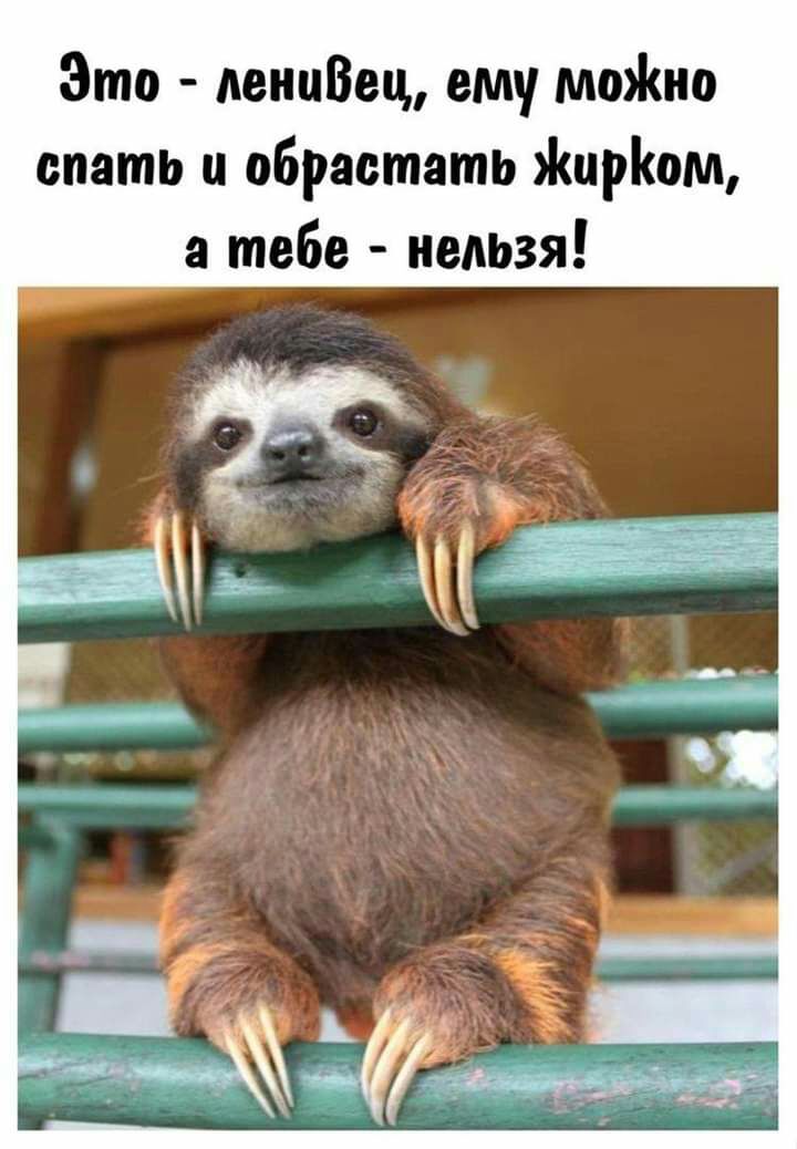 Это лениВец ему моно спать и обрастать цром тебе нельзя