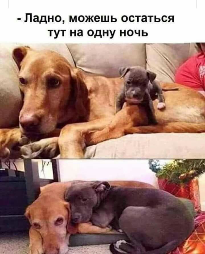 Ладно можешь остаться тут на Одну ночь