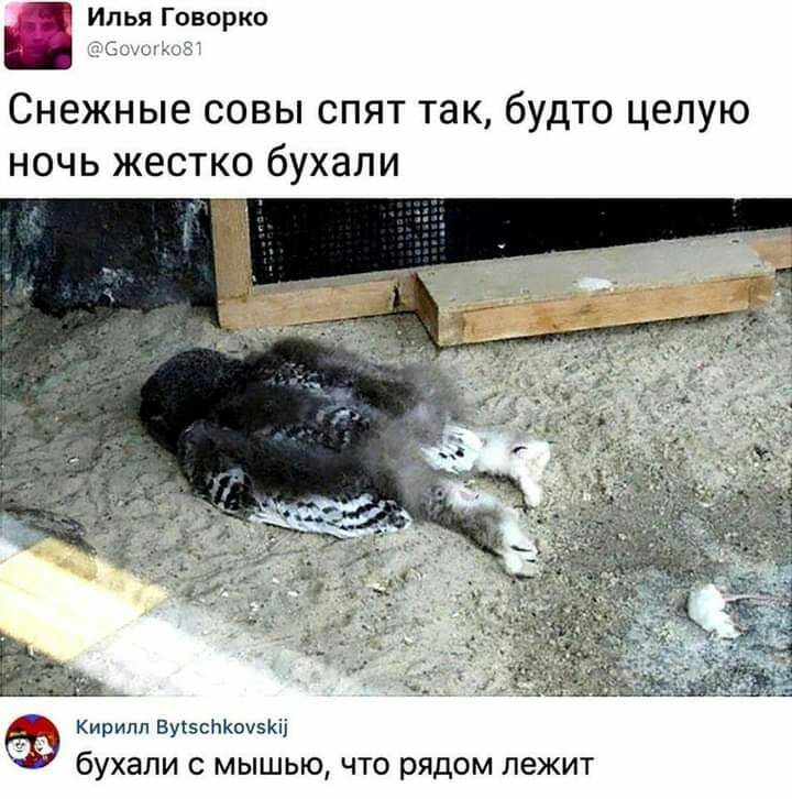 Илья Говорко Снежные совы спят так будто целую ночь жестко бухали Кирилл ВувсйКоуэКіі бухали с мышью что рядом лежит