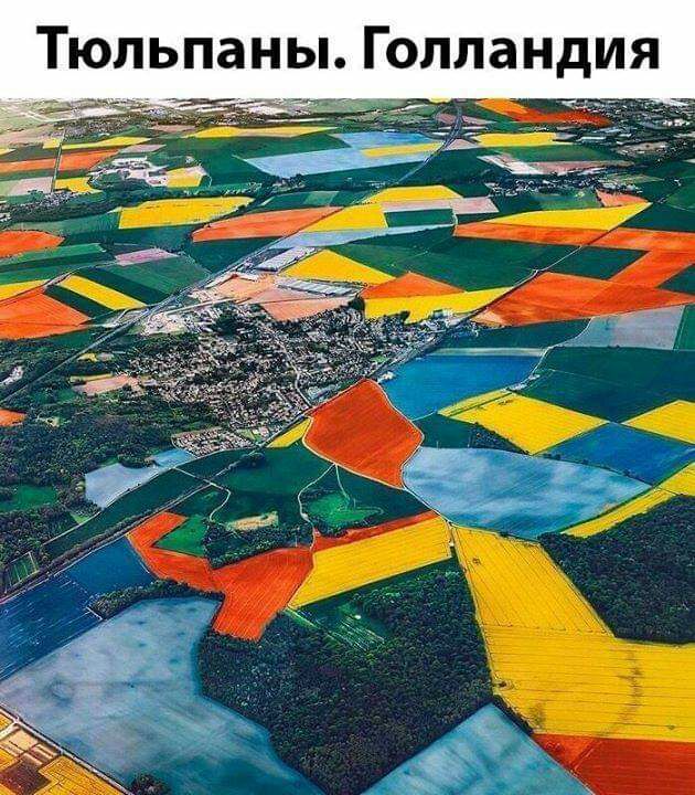 Тюльпань Голландия