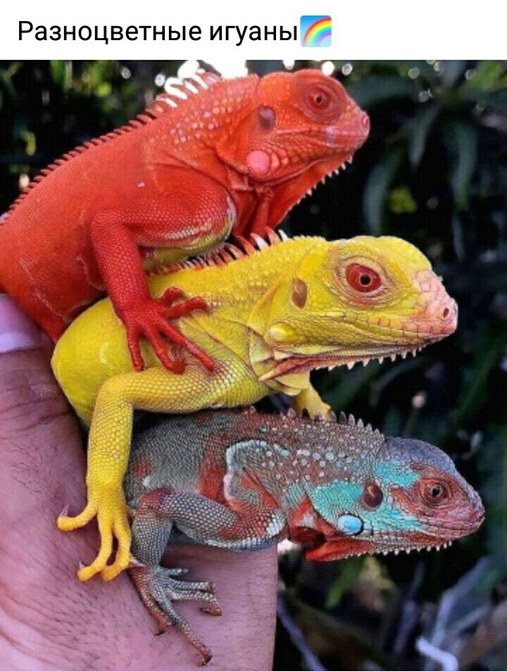 Разноцветные игуаны