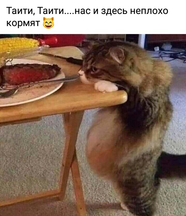 Таити Таитинас и здесь неплохо кормят 291