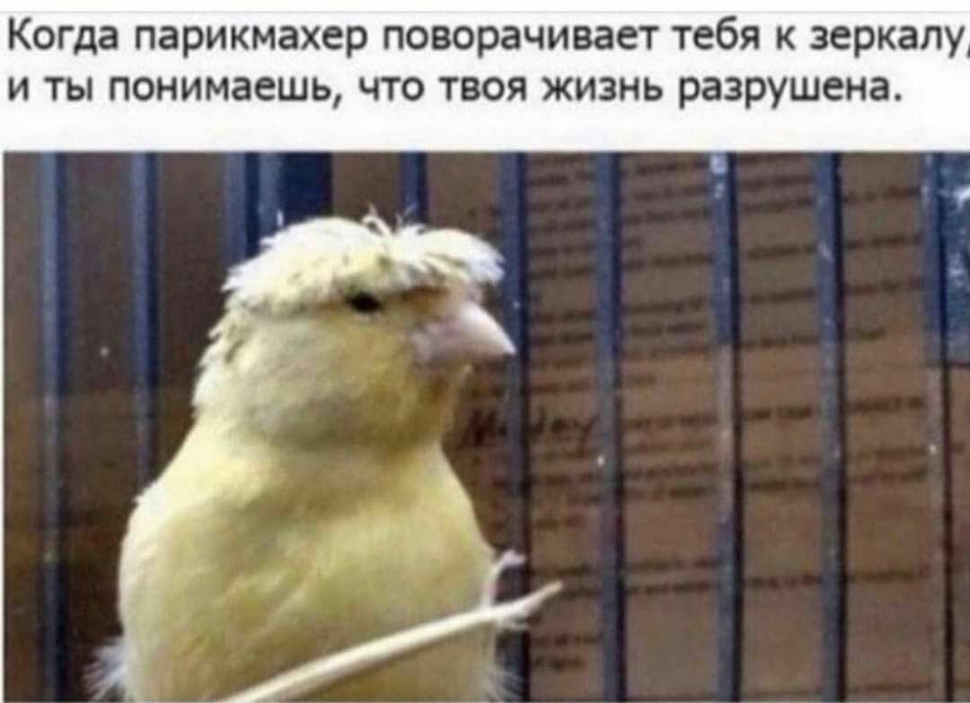 Когда парикмахер поворачивает тебя к зеркалу и ты понимаешь что твоя жизнь разрушена