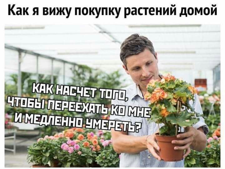 Как я вижу покупку растений домой
