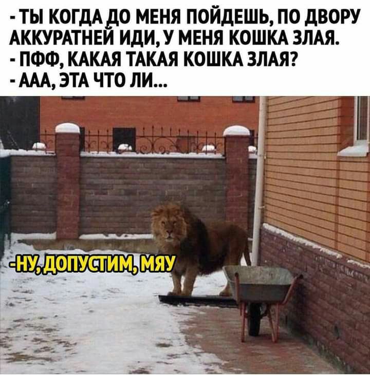 ТЫ КОГДА до МЕНЯ ПОЙДЕШЬ ПО дВОРУ АККУРАТНЕИ ИдИУ МЕНЯ КОШКА ЗЛАЯ ПФФ КАКАЯ ТАКАЯ КОШКА ЗЛАЯ ААА ЭТА ЧТО ЛИ