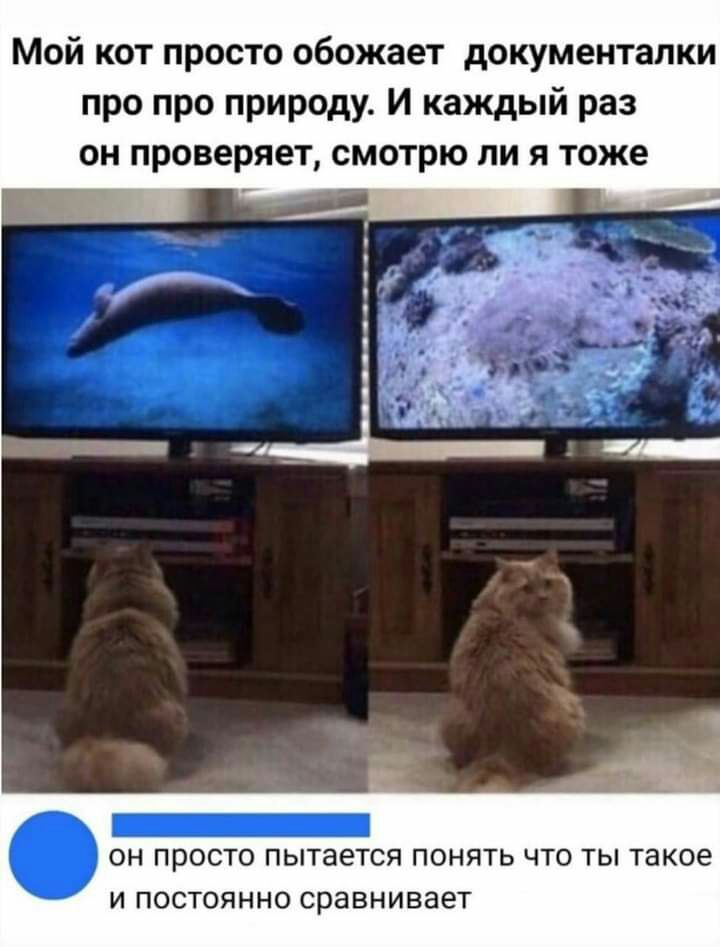 Мой кот просто обожает документапки про про природу И каждый раз он проверяет смотрю ли я тоже _ он просто пытается понять что ты такое И ПОСТОЯННО СРЭВНИВЗЗТ