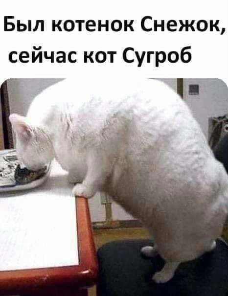 Был котенок Снежок сейчас кот Сугроб