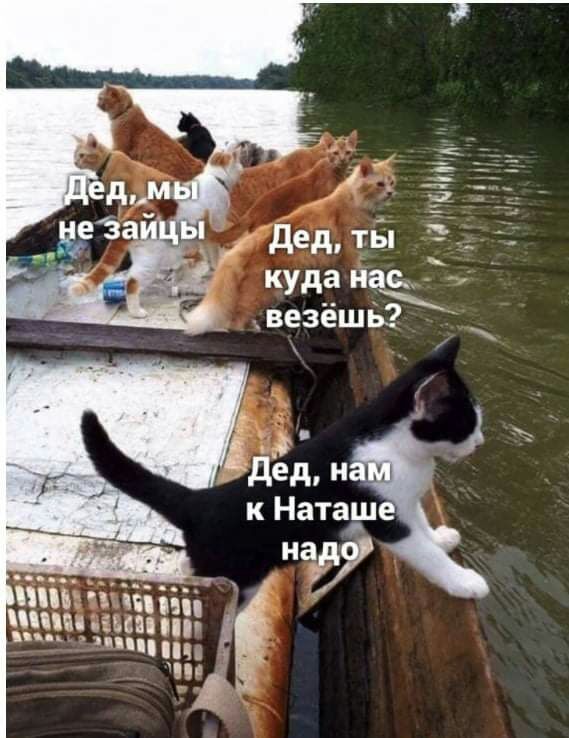 дед ты куда нас везёшь