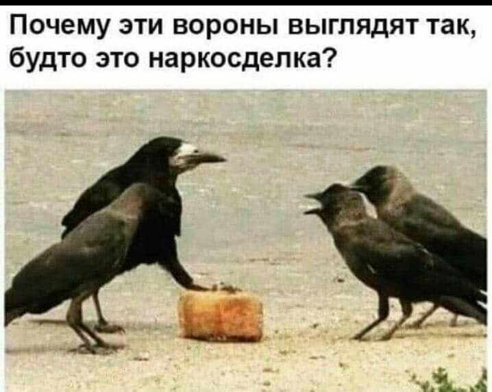 Почему эти вороны выглядят так будто это наркосделка