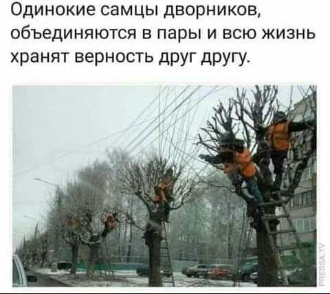 Одинокие СЭМЦЫ ДВОРНИКОВ объединяются В пары И ВСЮ ЖИЗНЬ хранят верность друг дРУГУ