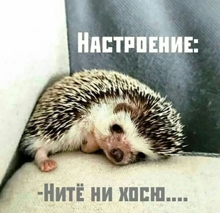 НитЁ ни ниши
