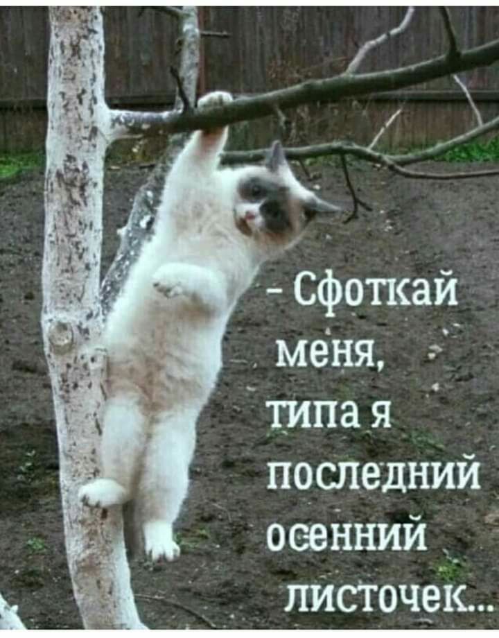 меня типая _ последний 066ЙНИЙ_ шапочек