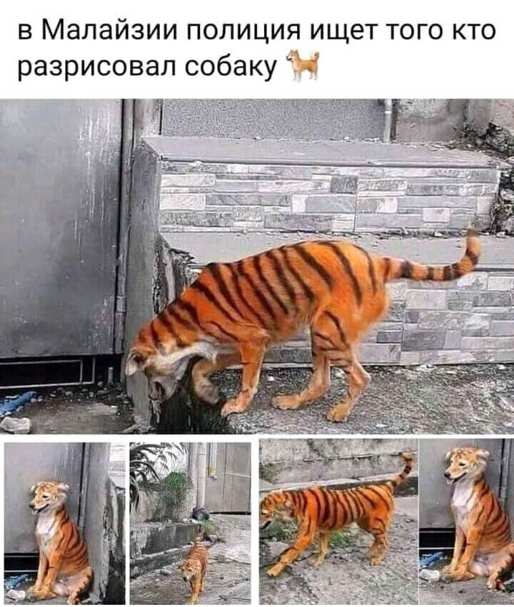 в Малайзии полиция ищет того кто разрисовал собаку