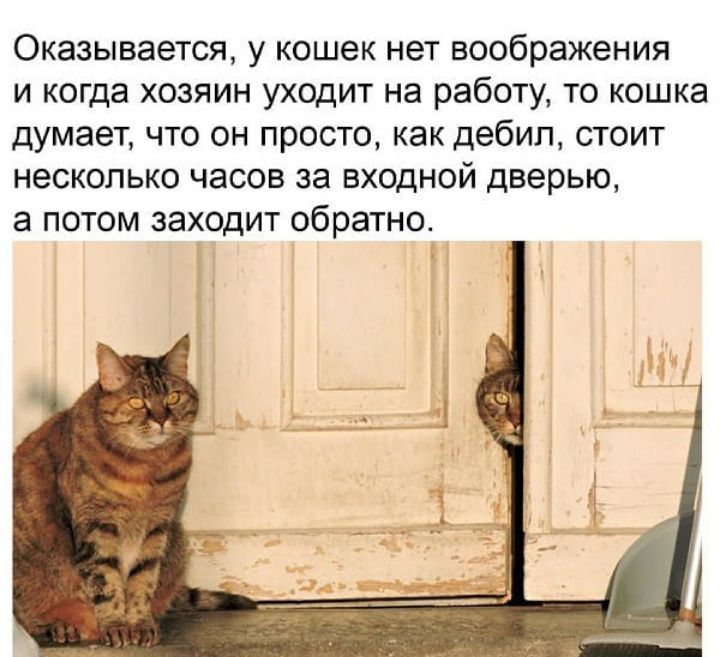 Оказывается у кошек нет воображения и когда хозяин уходит на работу то кошка думает что он просто как дебил стоит несколько часов за входной дверью а потом заходит обратно