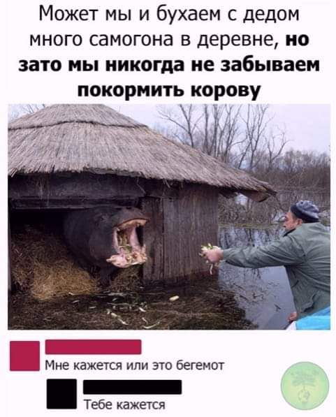 Может мы и бухаем с дедом много самогона в деревне но зато мы никогда не забываем _ покормить корову Мне каже точ или это бегемот Тебе кажется