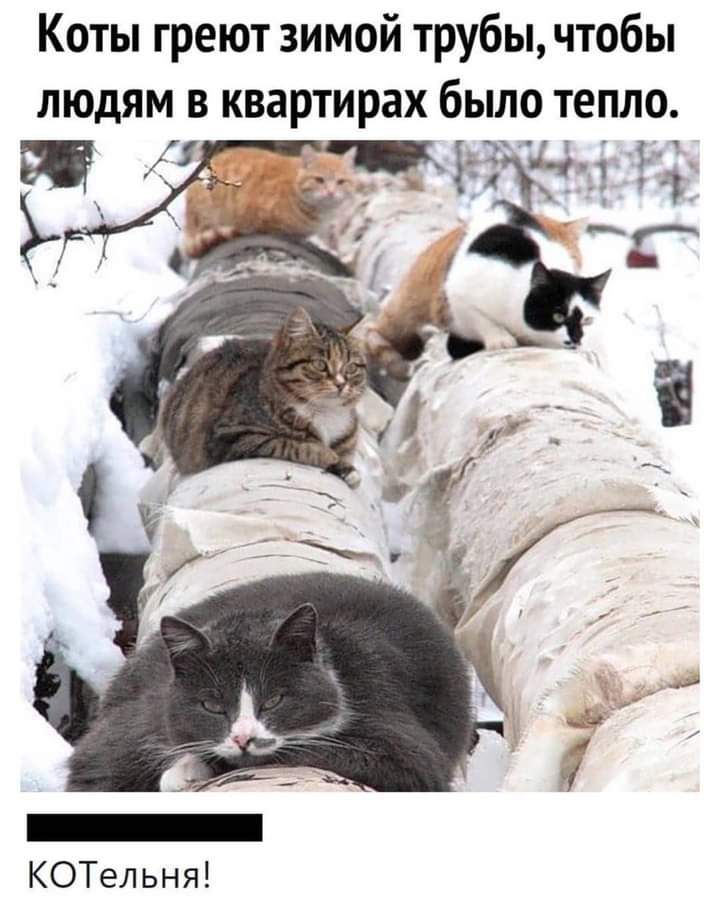 Коты греют зимой трубы чтобы людям в квартирах было тепло КОТельня