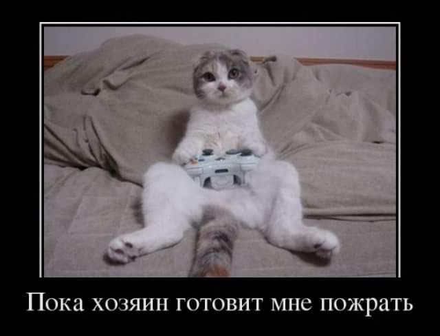 Пока ХОЗЯИН ГОТОВИТ МНС ПОЖРЗТЬ