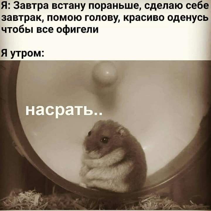 Я Завтра встану пораньше сделаю себе завтрак помою голову красиво оденусь чтобы все офигели Я утром